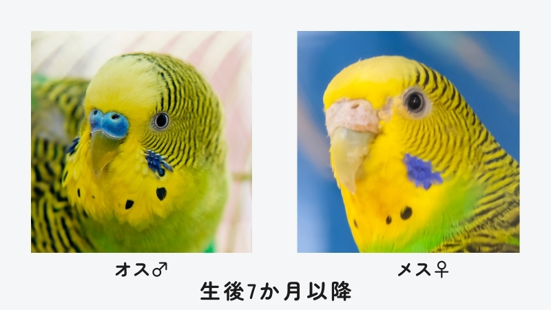 生後7か月以降　オスとメスのろう膜の色の違い