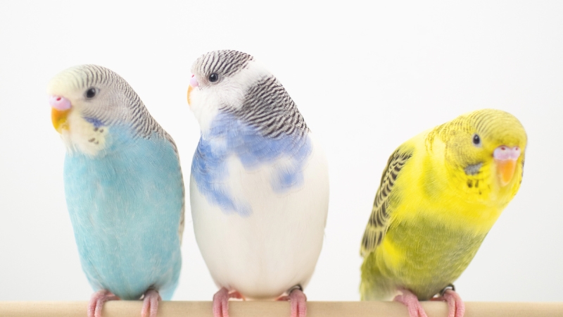 止まり木に止まった3羽のセキセイインコ