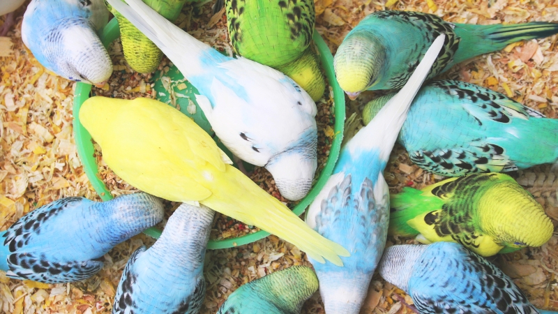 床に置いた餌に群がっているセキセイインコ