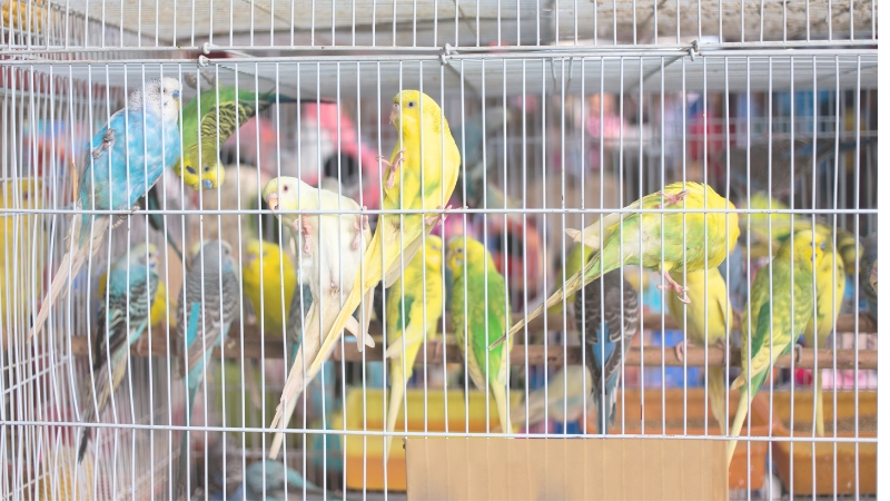 ケージの中にたくさんいるセキセイインコ