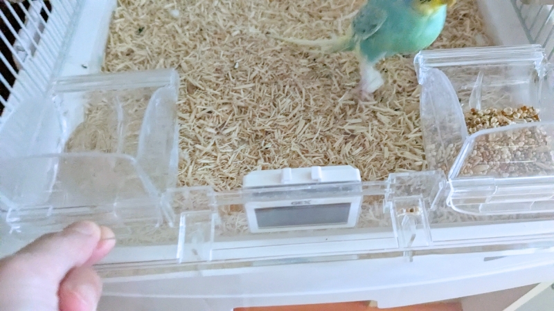 セキセイインコの水の交換作業