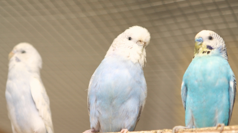 3羽のセキセイインコの成鳥