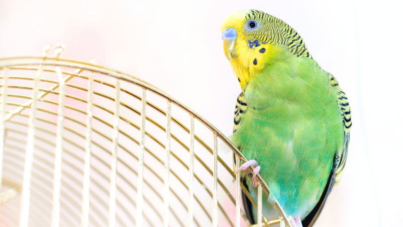 ケージの外側の網に止まっているセキセイインコ