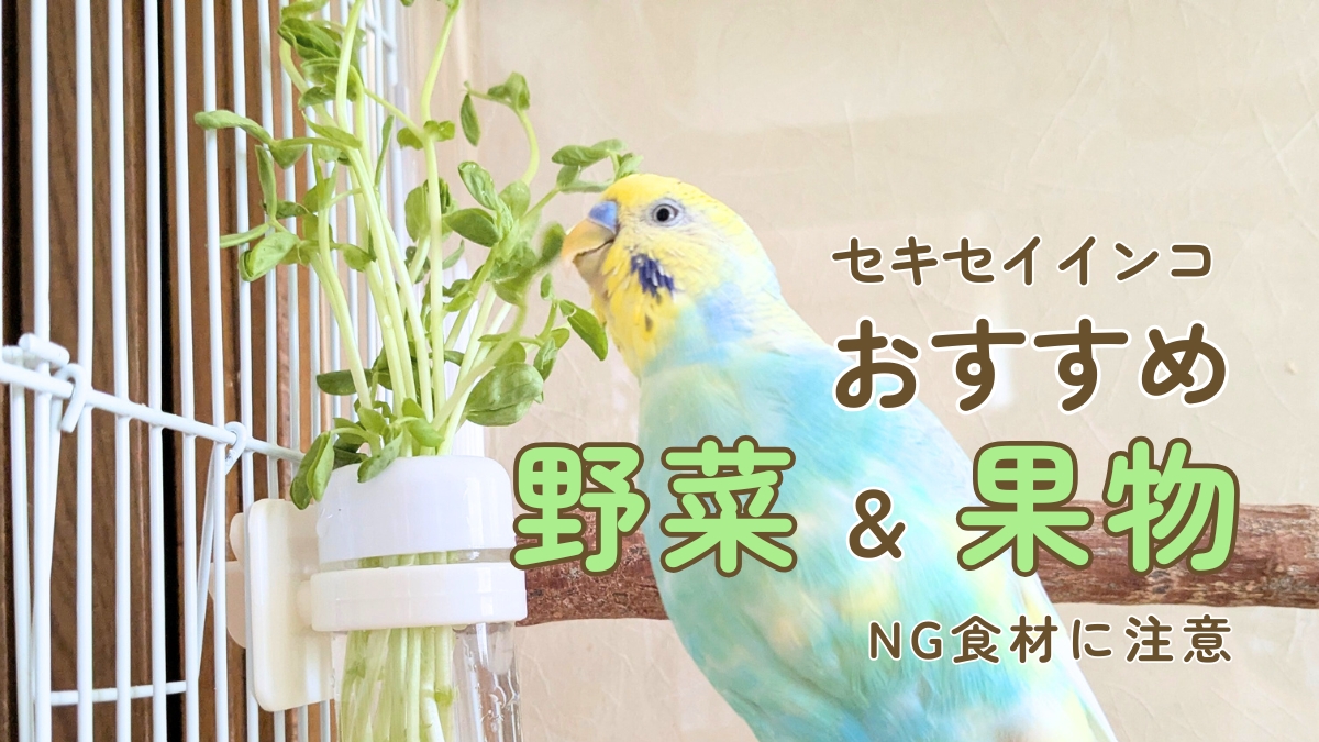 セキセイインコ　おすすめ野菜＆果物　NG食材に注意