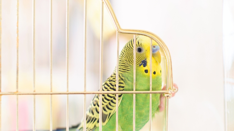 ケージ中から網につかまってこちらを見ているセキセイインコ