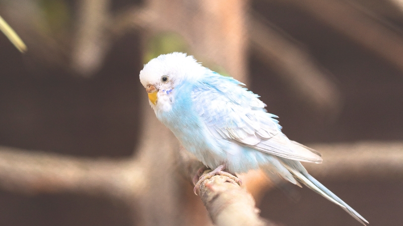 木の枝に止まってで寒そうにしているセキセイインコ