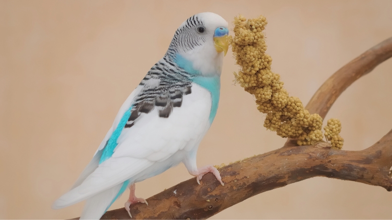 あわ穂の付いた止まり木に止まってこちらを見ているセキセイインコ