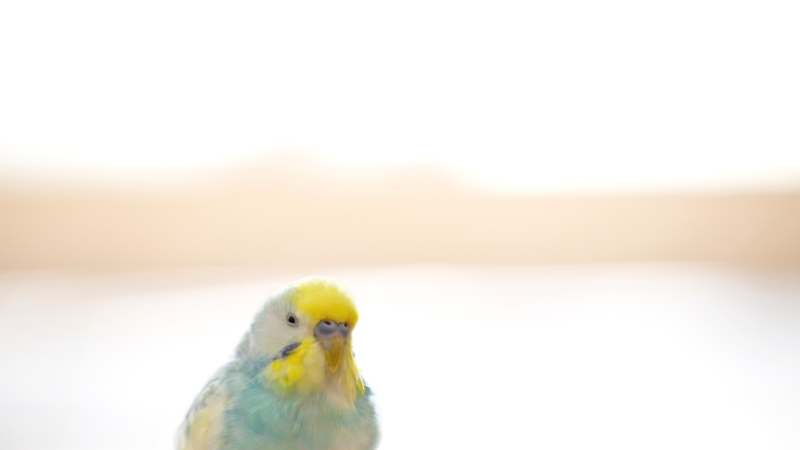 こちらを見ているセキセイインコ