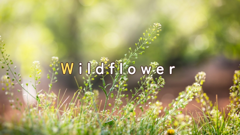 Wildflower