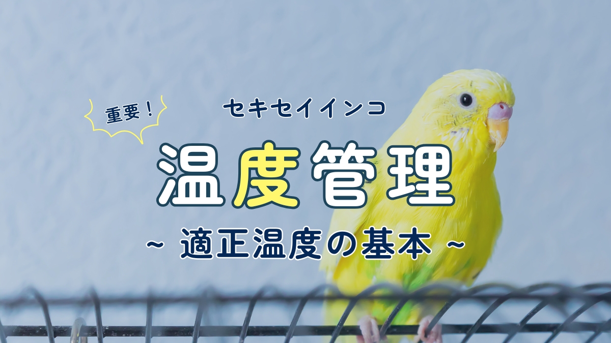 セキセイインコ　温度管理　適正温度の基本