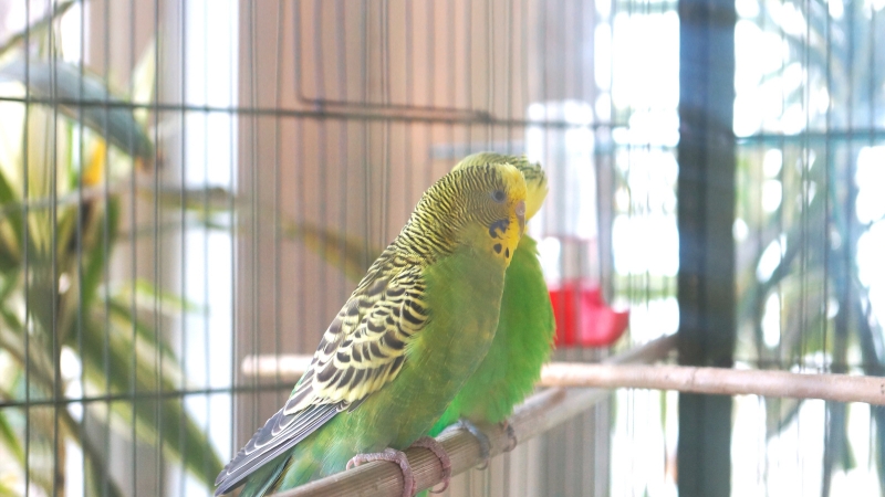 ケージの中のセキセイインコ