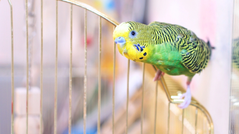 ケージの外の網に乗ってこちらを見ているセキセイインコ