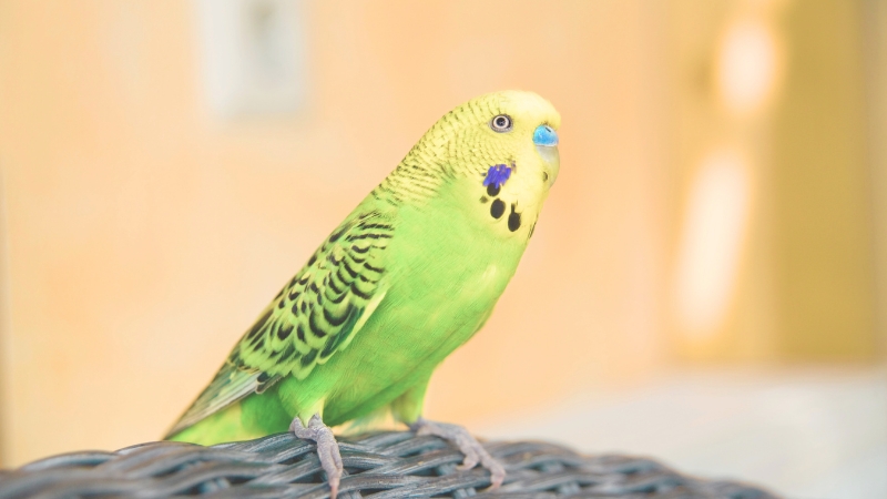 挙動不審なセキセイインコ