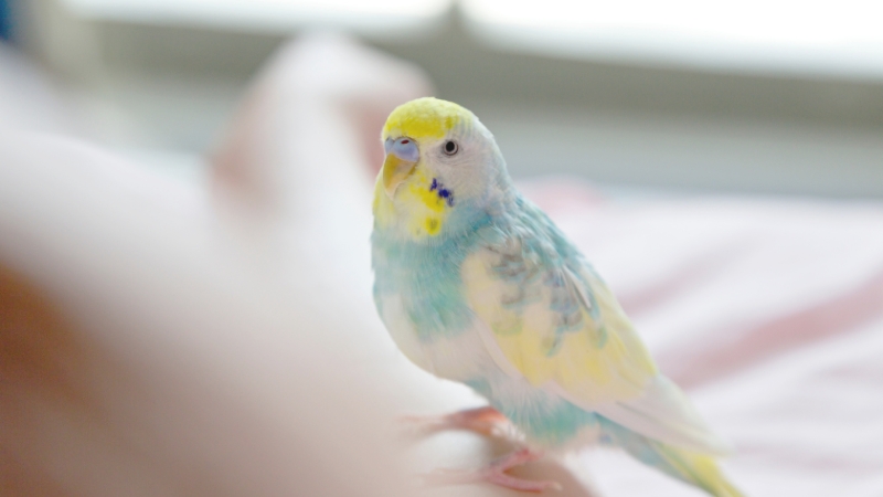 こちらを見ているセキセイインコ