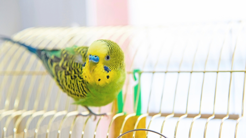 ケージの外の網の上でこちらを見ているセキセイインコ