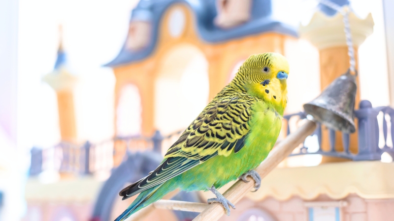 ケージの外ではしごに乗って遊んでいるセキセイインコ