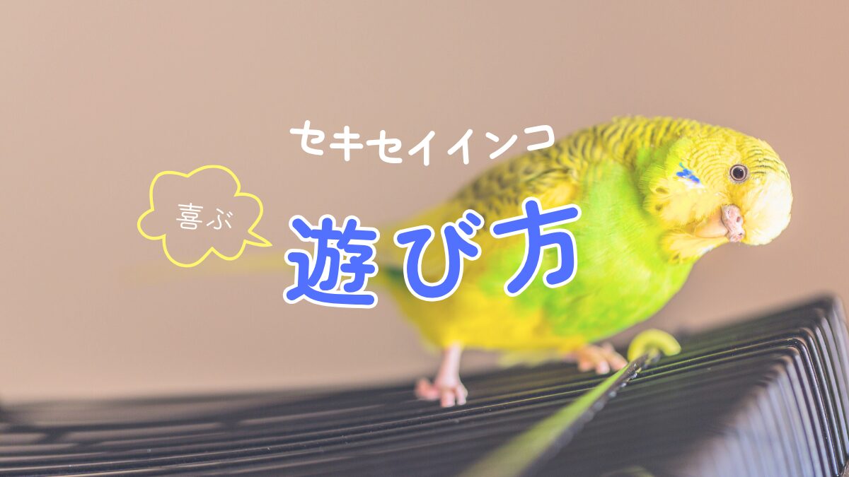 セキセイインコ　喜ぶ　遊び方
