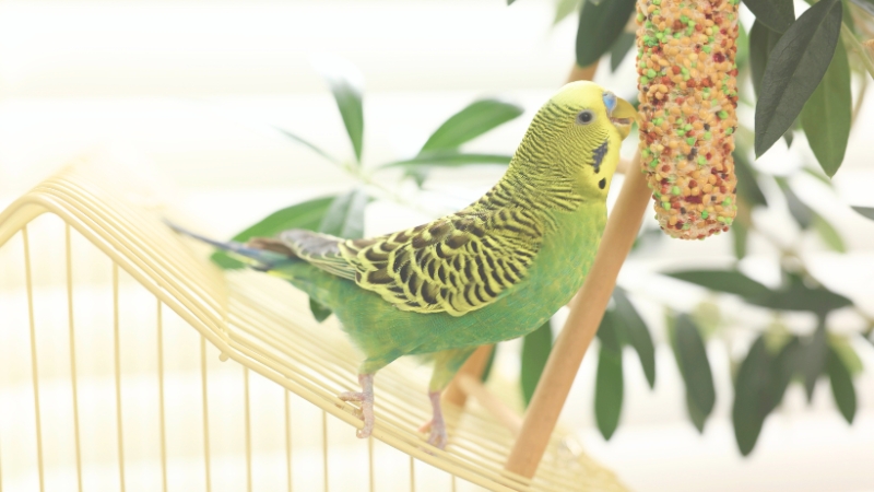 ケージの外側天井に乗っておやつを食べているセキセイインコ