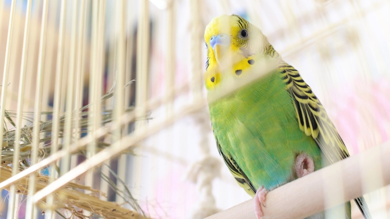 ケージの中からこちらを見ているセキセイインコ