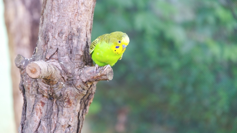 木に止まっているセキセイインコ