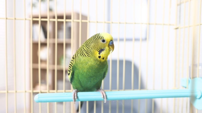 止まり木に止まってこちらを見ているセキセイインコ