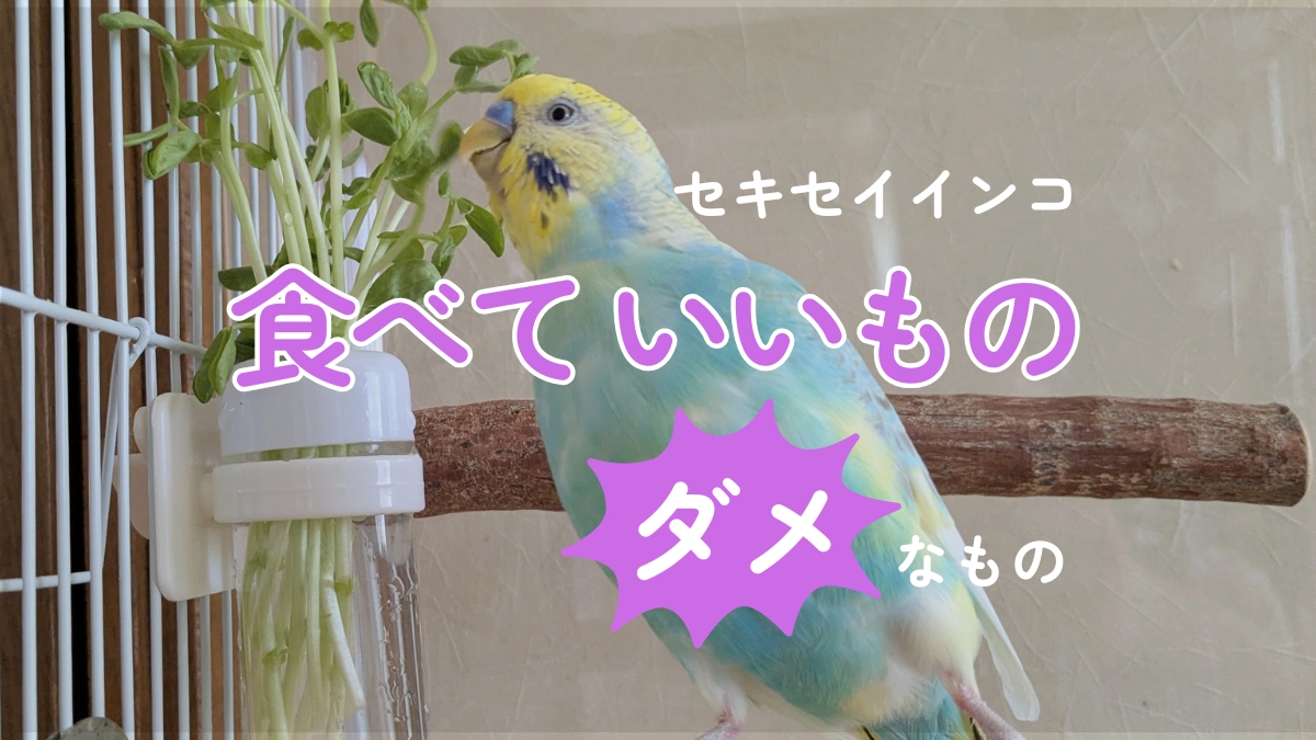 セキセイインコ　食べていいものダメなもの