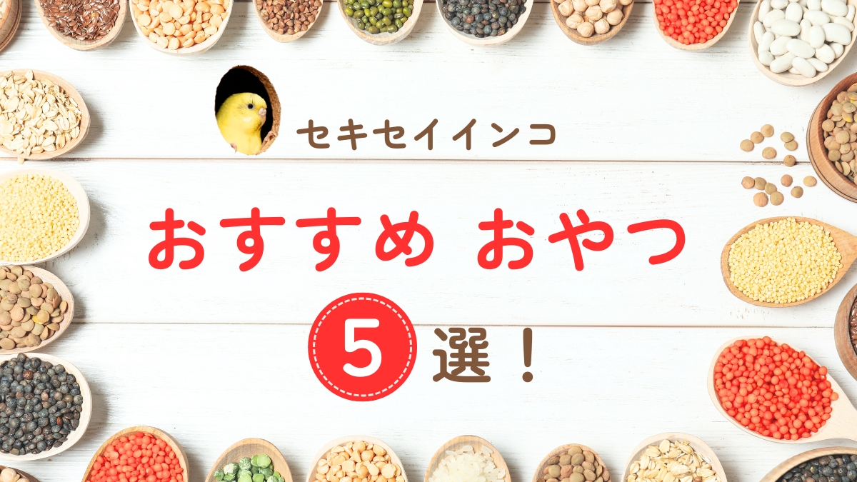 セキセイインコ　おすすめおやつ5選！