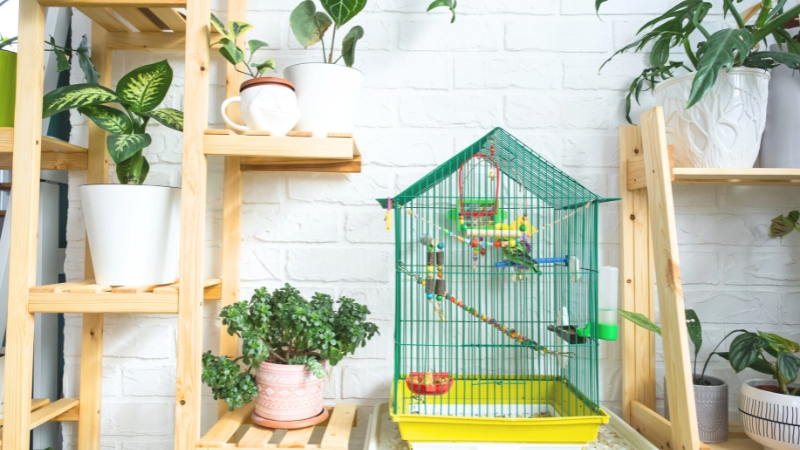 部屋に置いてあるセキセイインコのケージ