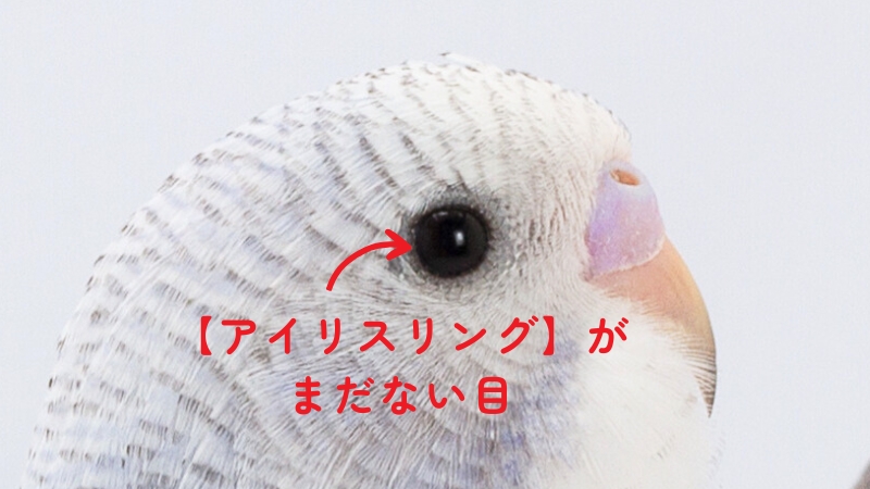 アイリスリングがまだない目