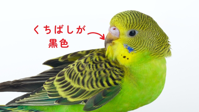 くちばしが黒いセキセイインコ