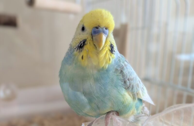 正面を向いた7歳頃のポフくん