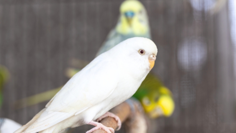 セキセイインコのアルビノ