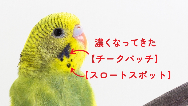 濃くなってきたチークパッチ　スロートスポット