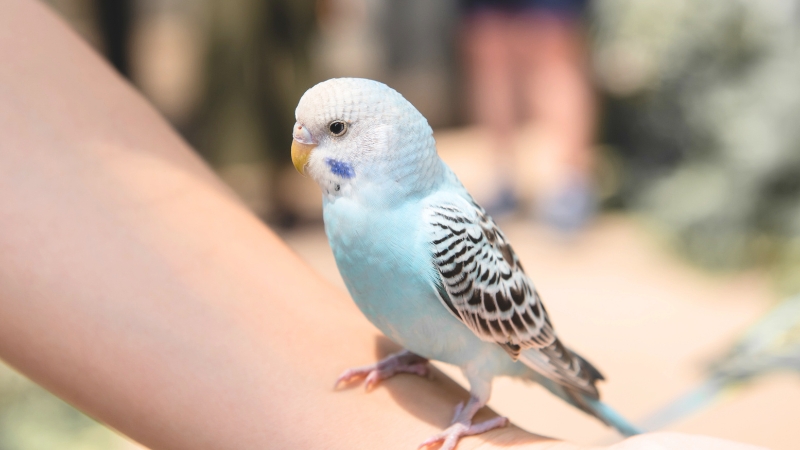 人の手首に乗っているセキセイインコ
