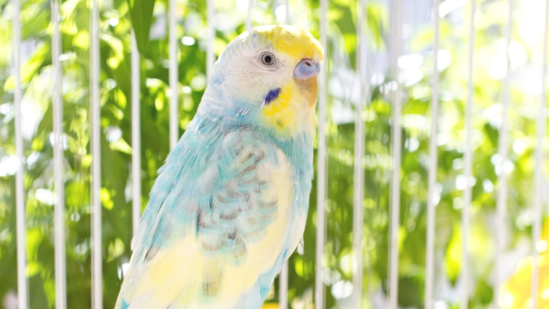 日当たりの良い場所に置いたケージの中かららこちらを見ているセキセイインコ