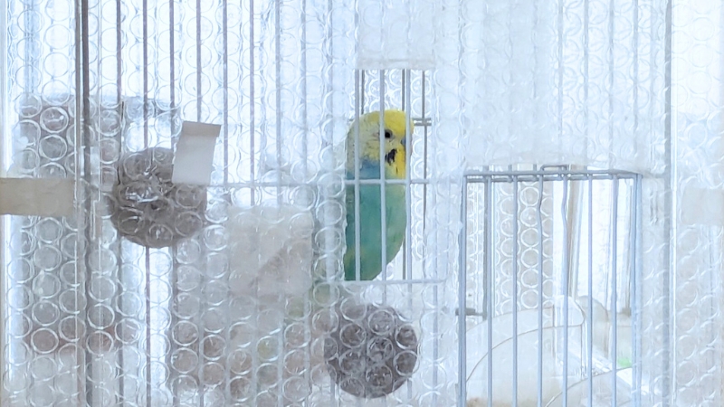 気泡緩衝材を切った窓から見えるセキセイインコ