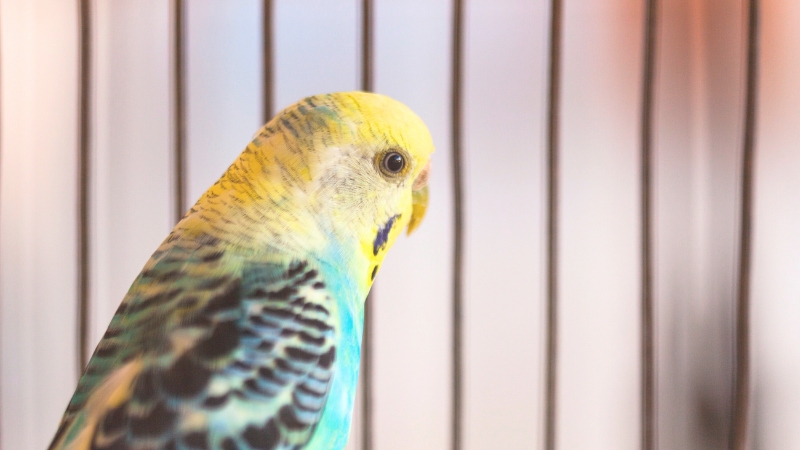 一点を見つめているセキセイインコ
