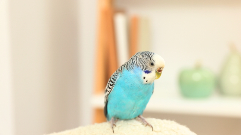 ケージの外でぼんやりしているセキセイインコ