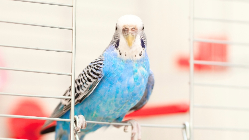 開いたケージの入り口からこちらを見ているセキセイインコ