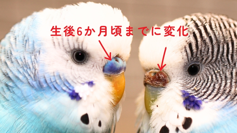 ろう膜の色が変化したセキセイインコ