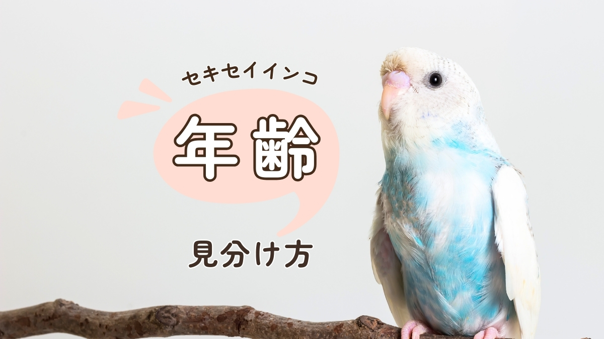 セキセイインコ　年齢　見分け方
