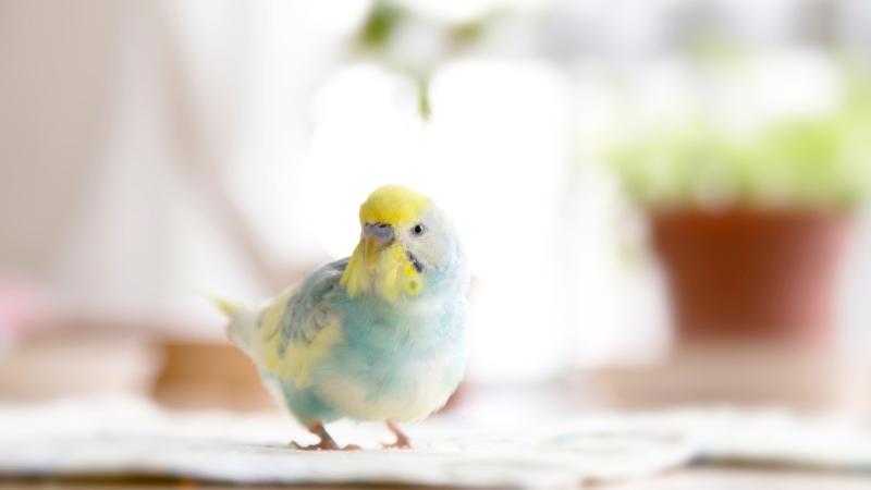 歩きながらこちらを見ているセキセイインコ