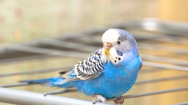ケージの外の網の上からこちらを見ているセキセイインコ