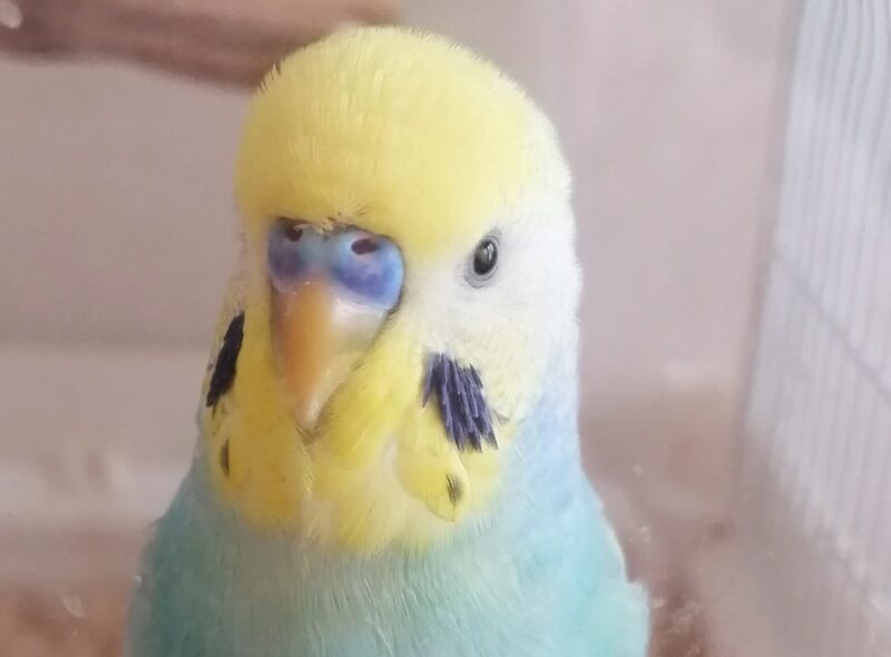 正面を向いた2歳頃のポフくんの顔のアップ