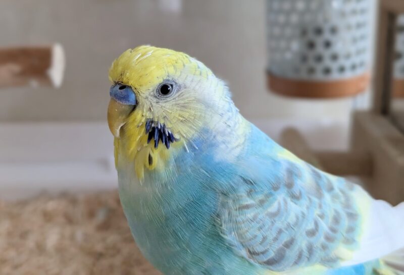 横を向いている7歳頃のポフくん