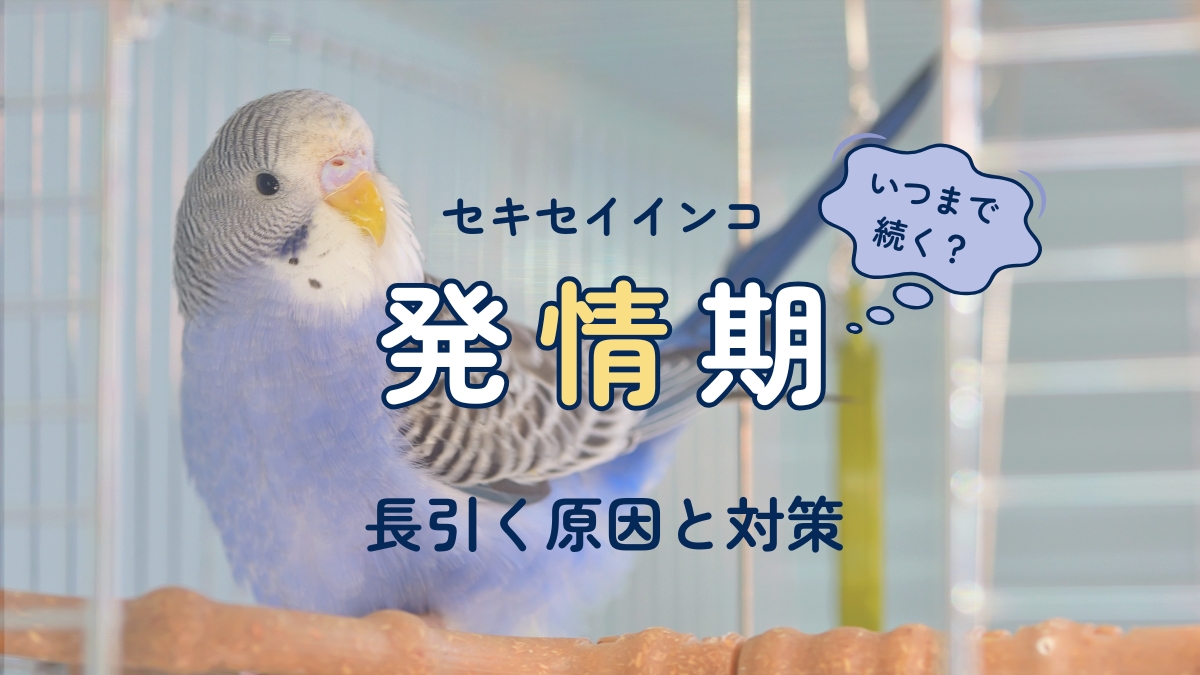 セキセイインコ　発情期　　長引く原因と対策