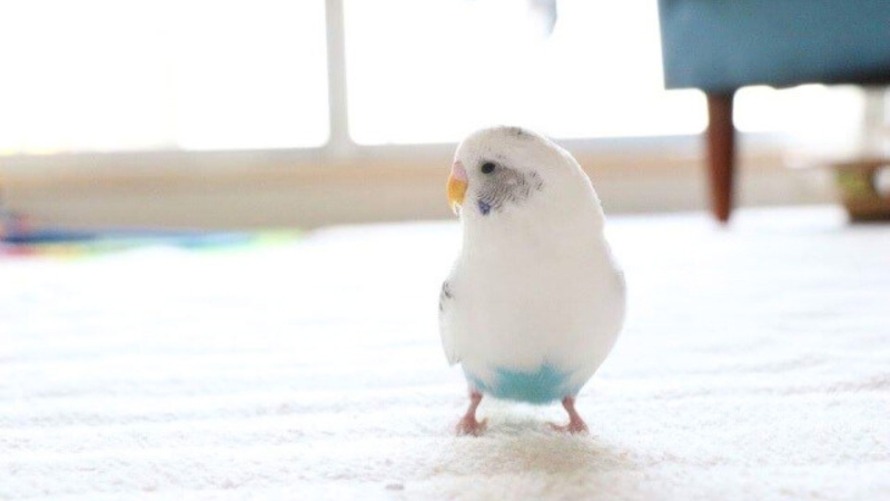ケージの外の広々した床で横を向いているセキセイインコ