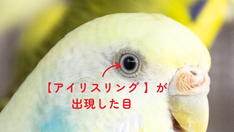 アイリスリングが出現した目