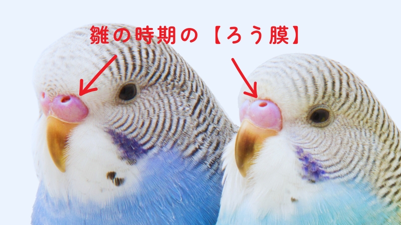 雛の時期のろう膜