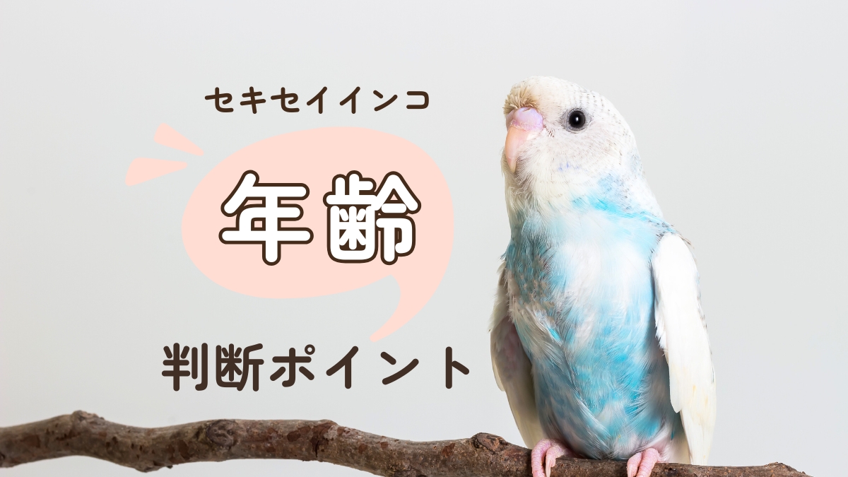 セキセイインコ　年齢　判断ポイント